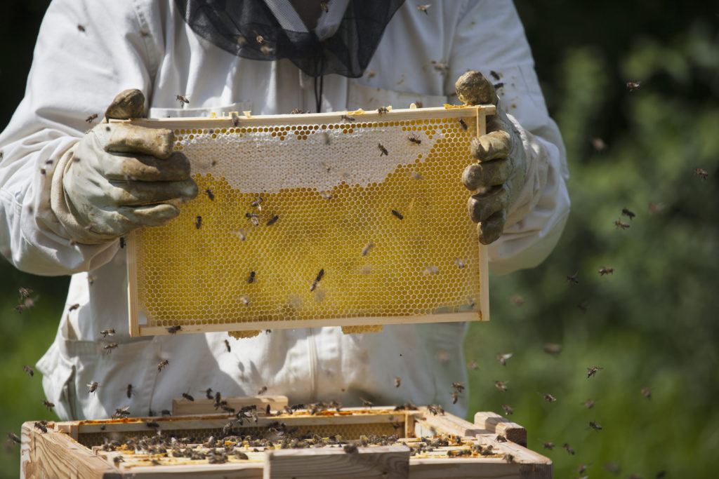beekeeper with honey bees on honeycomb