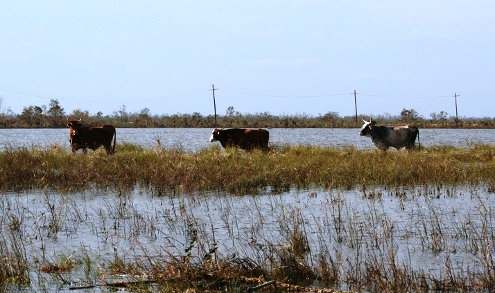 stranded cattle in a flooded field