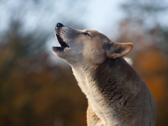 close up of dog with mouth open howling