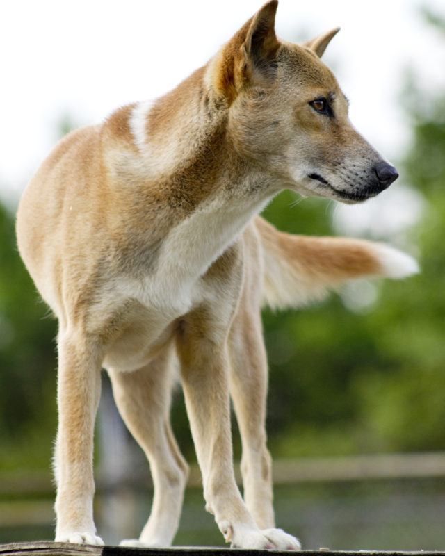 dog with white and blonde hair