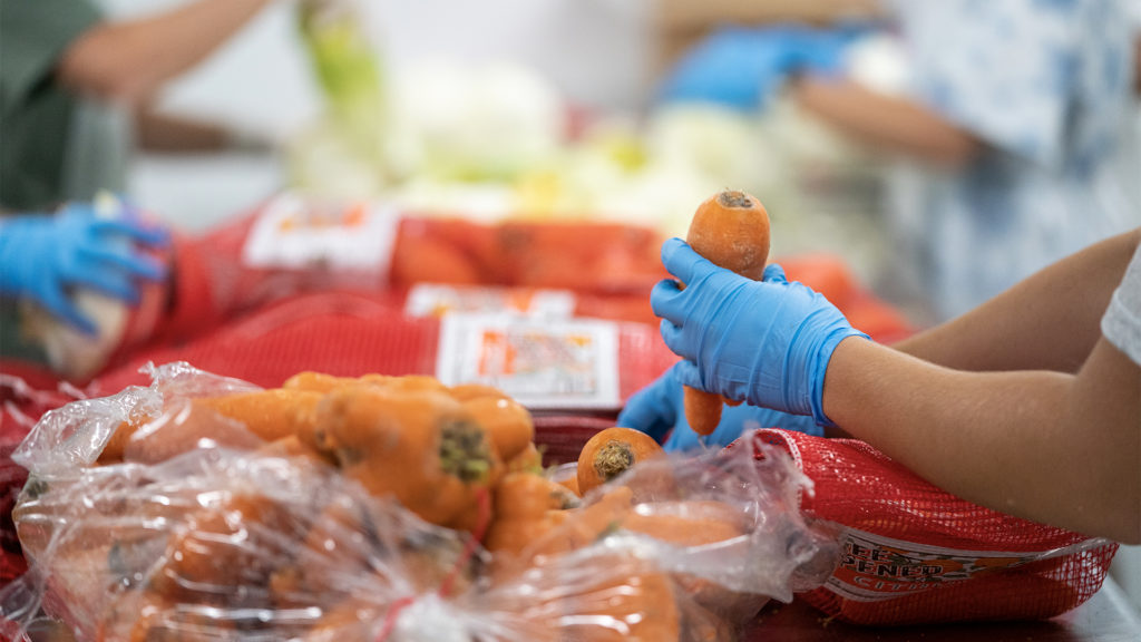 close up images of hands picking up carrots