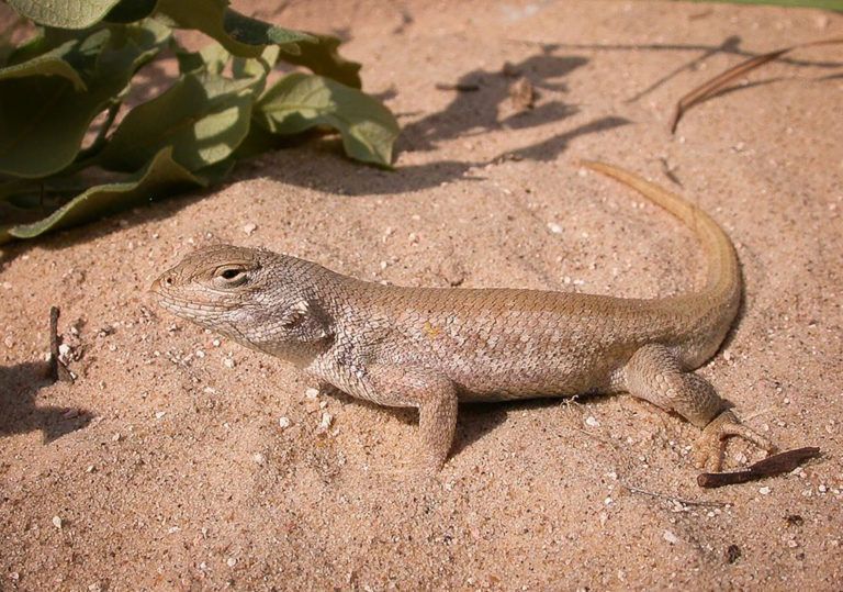 photo of lizard in sand