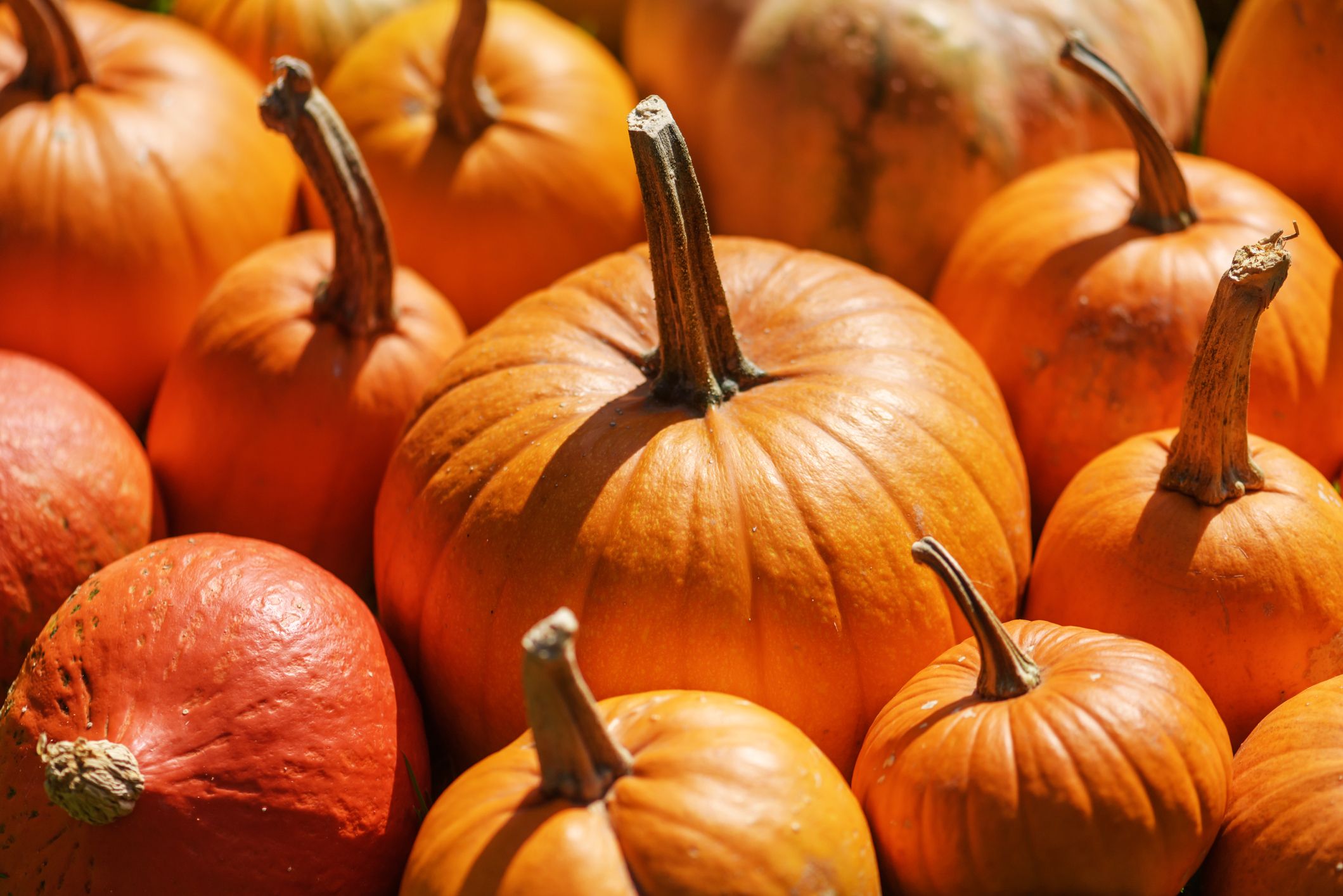 Different kind of pumpkins closeup.