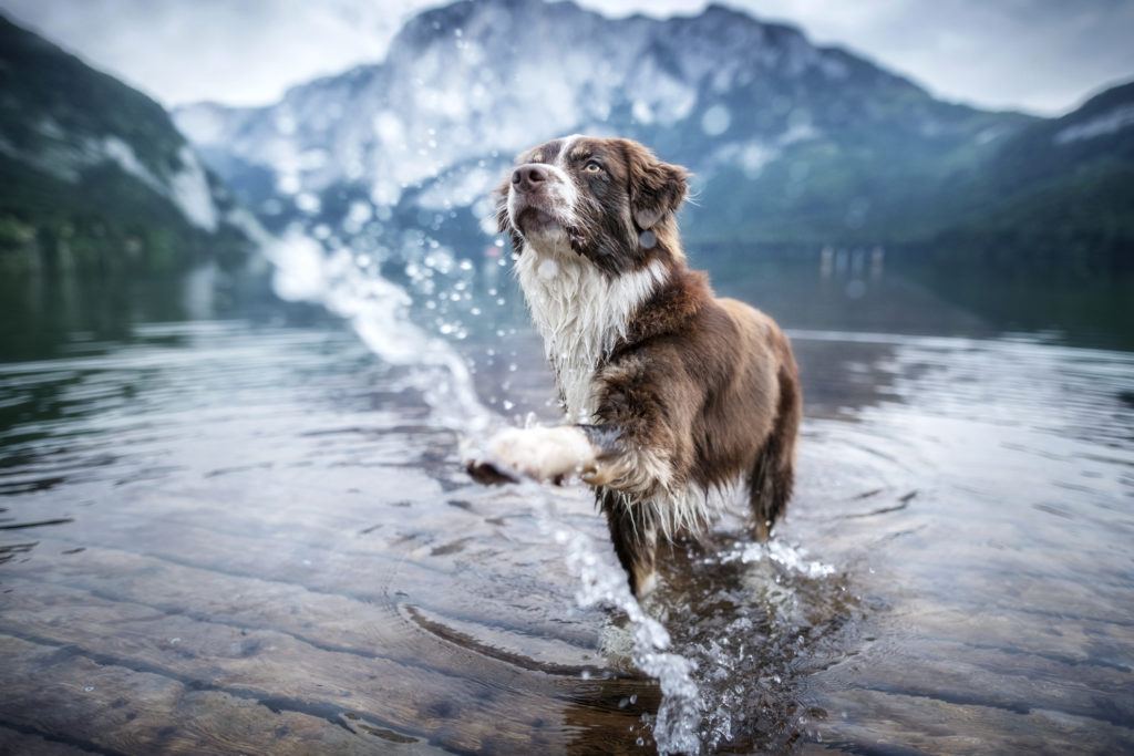 Australian shepherd playing in lake