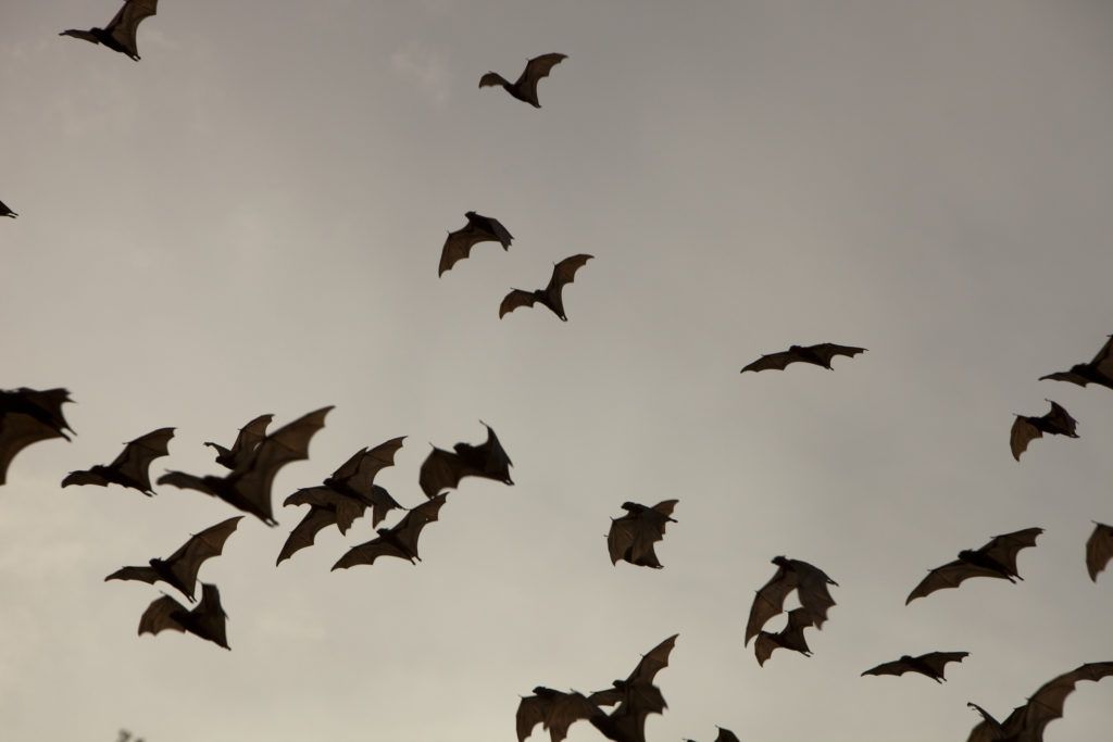 bats in flight against evening sky