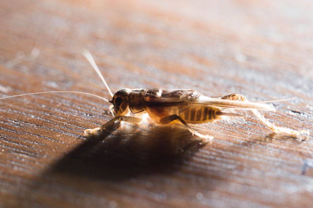 Cricket perched on a wooden floor in the house.