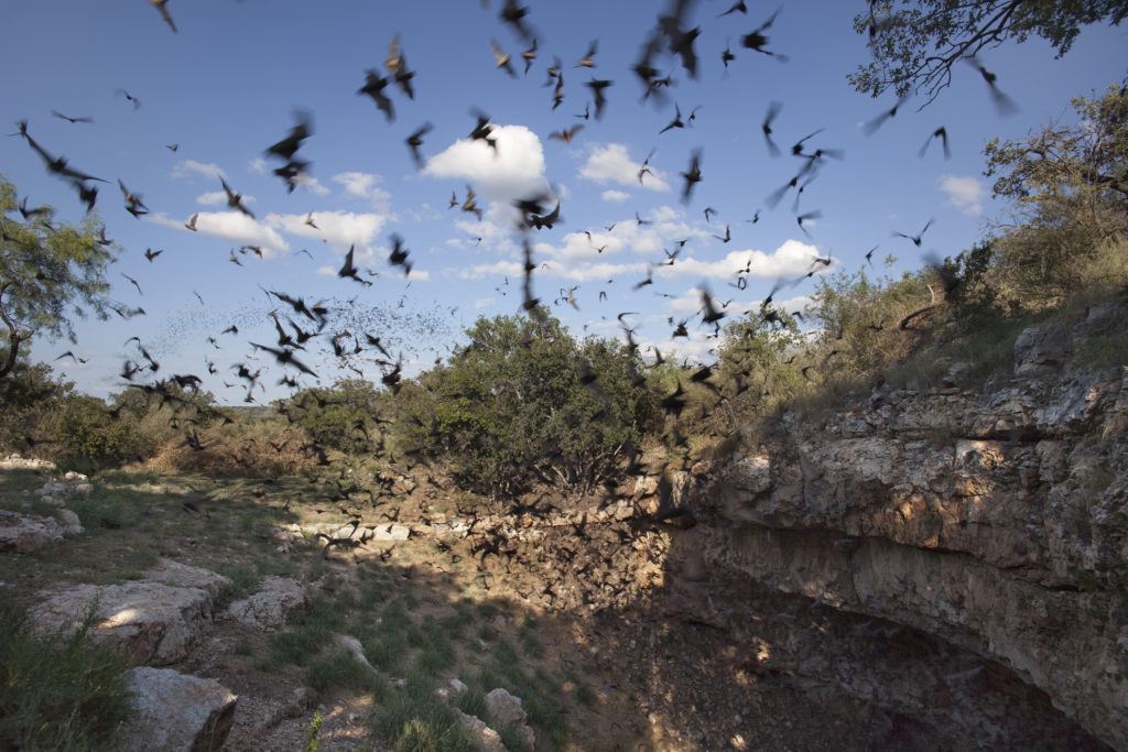 view of bats flying out of a cave