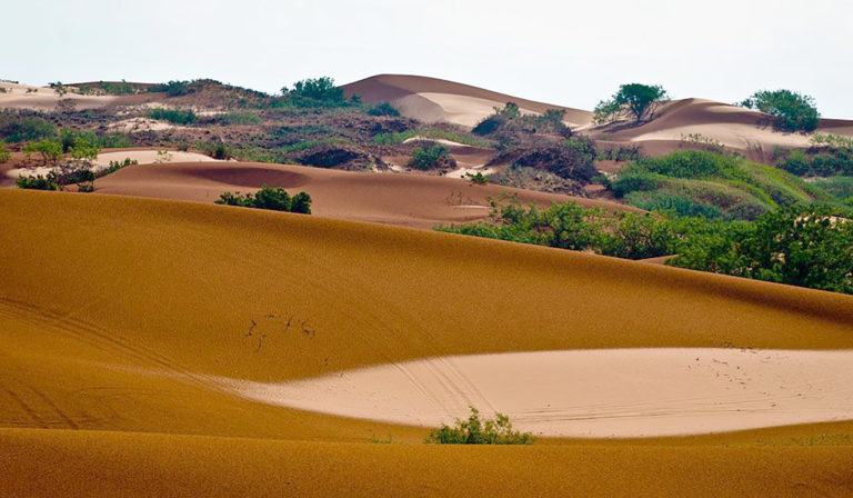 A bowl-shaped compression can be seen in the shinnery oak sand dune ecosystem after a rain.
