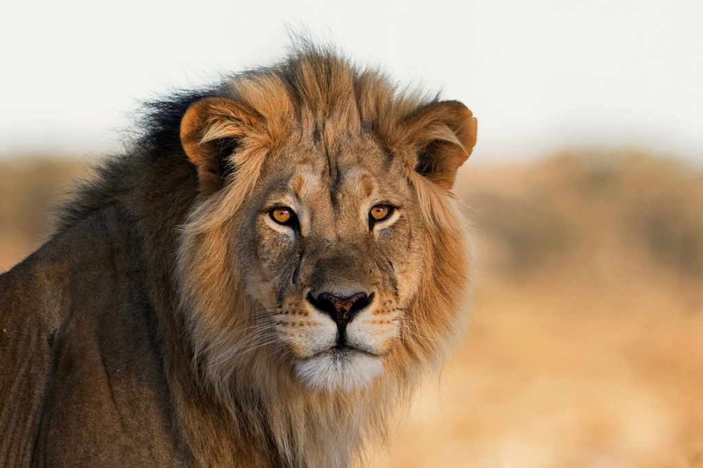 male lion