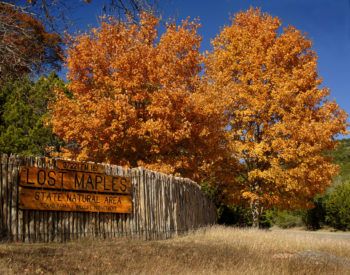 fall foliage at vanderpool state park