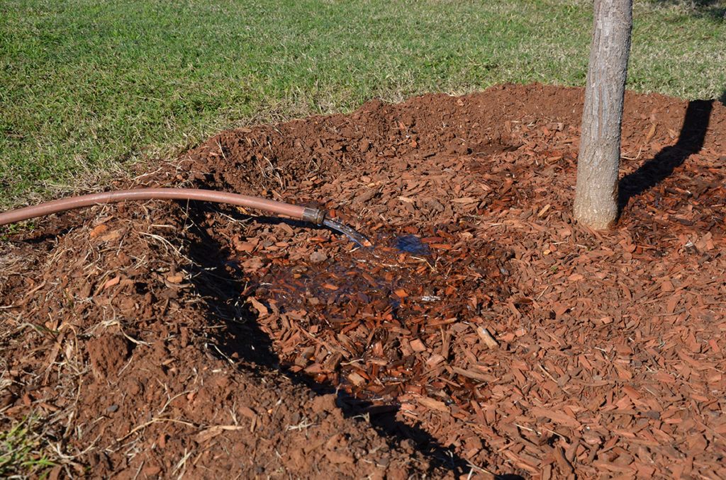 a photos showing a berm and mulch around a newly planted tree, being watered by a hose