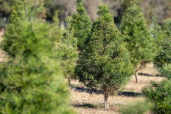 close up shot of live christmas trees on a tree farm