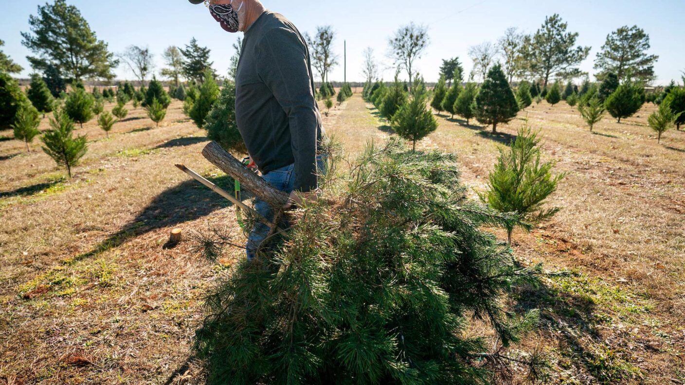 man wearing face mask carries a cutting of a tree across a christmas tree farm