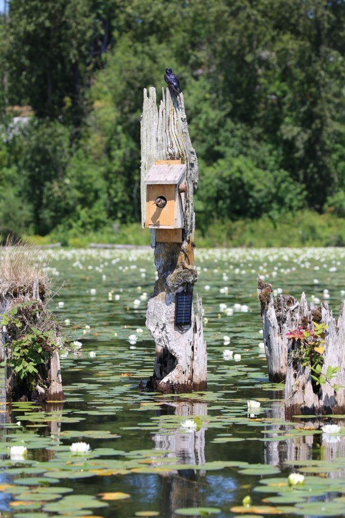 bird nesting box on a tree trunk standing in a body of water