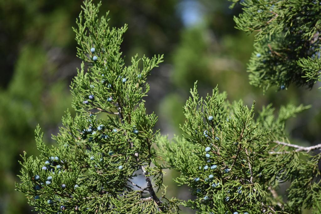Blue Berries on an Ashe Juniper Tree (also known as Mountain Cedar)