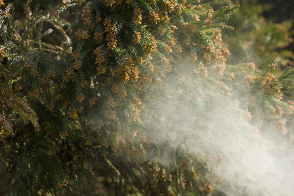 Cedar Pollen being released from the trees
