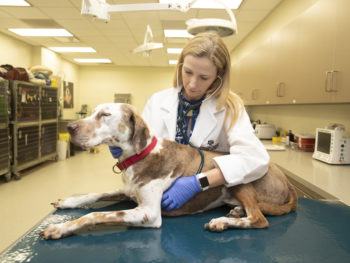 dr. heather wilson-robles examines a dog on a table using a stethoscope