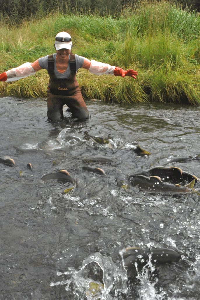 student wearing waders stands in a stream filled with salmon