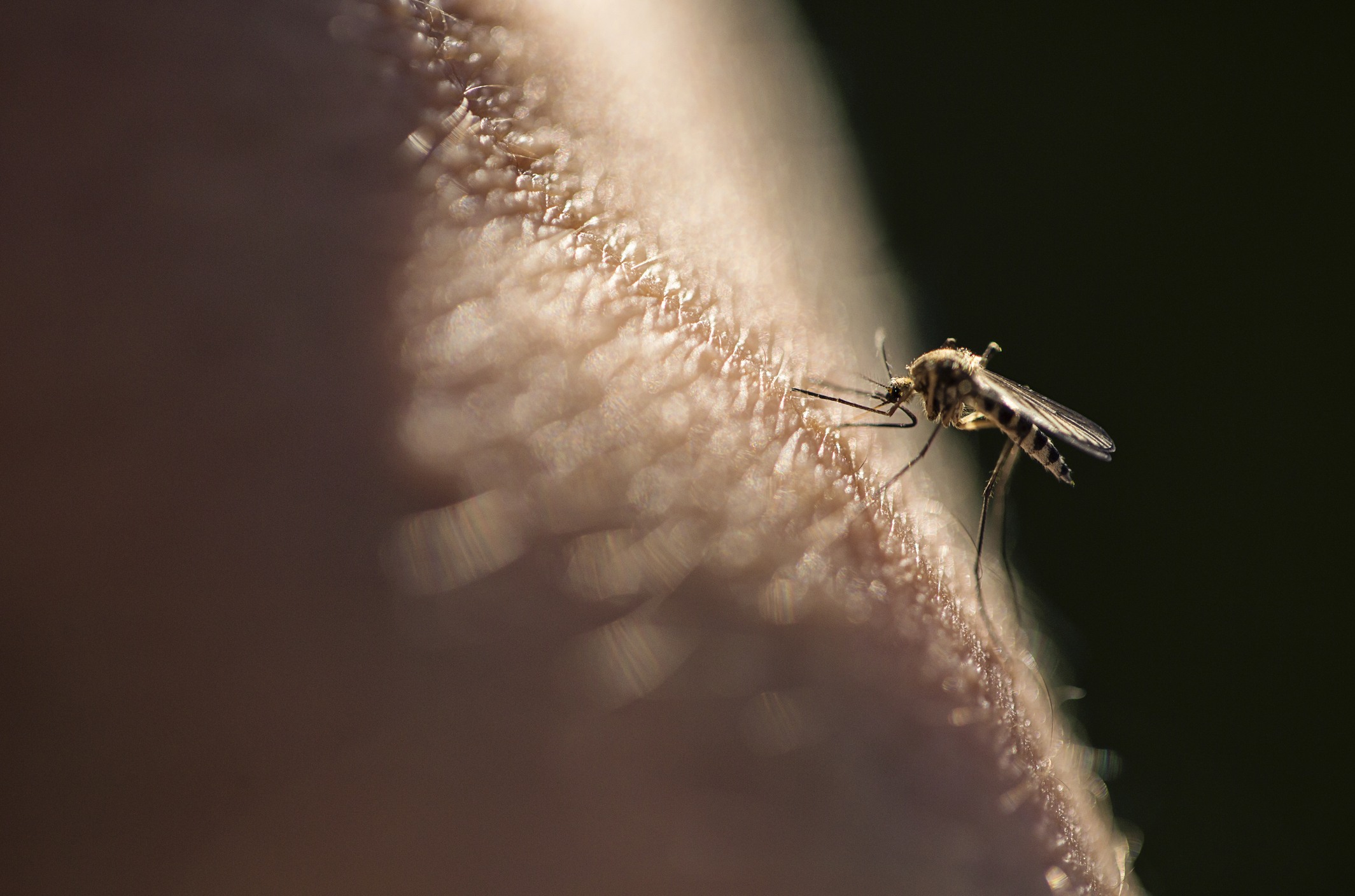 mosquito biting a person's skin