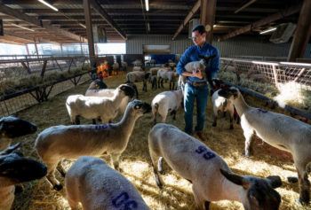 man standing in a barn surrounded by sheep