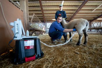 man in barn performing sonogram on sheep