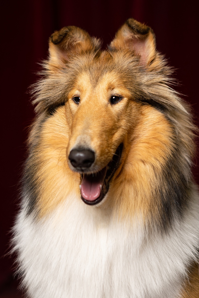 portrait of mascot candidate