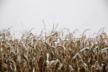Snow Covers A Corn Field
