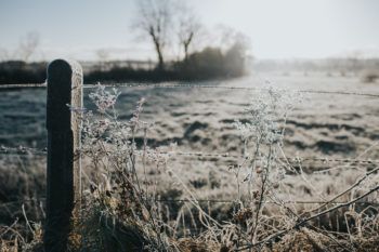 frozen field