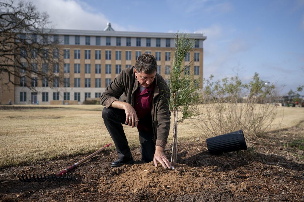 Texas A&M Gardens Manager Joseph Johnson plants the Moon Tree