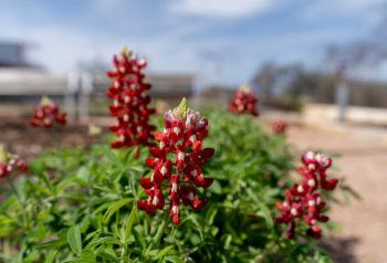 maroon bluebonnets