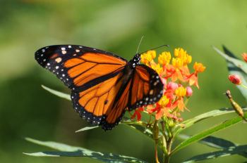 monarch butterfly