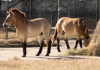 p horses