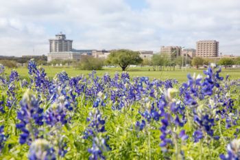 bluebonnets with campus buildings in background
