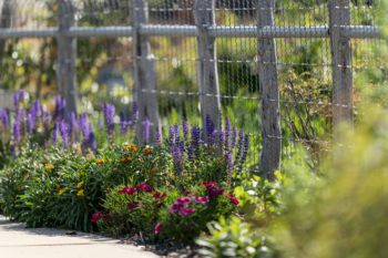 colorful flower bed in front of a barbed wire fence
