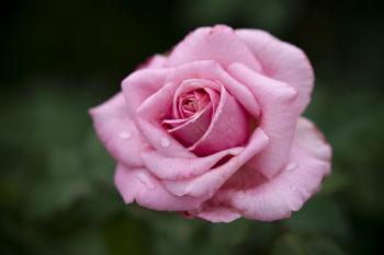 close up of a pink rose