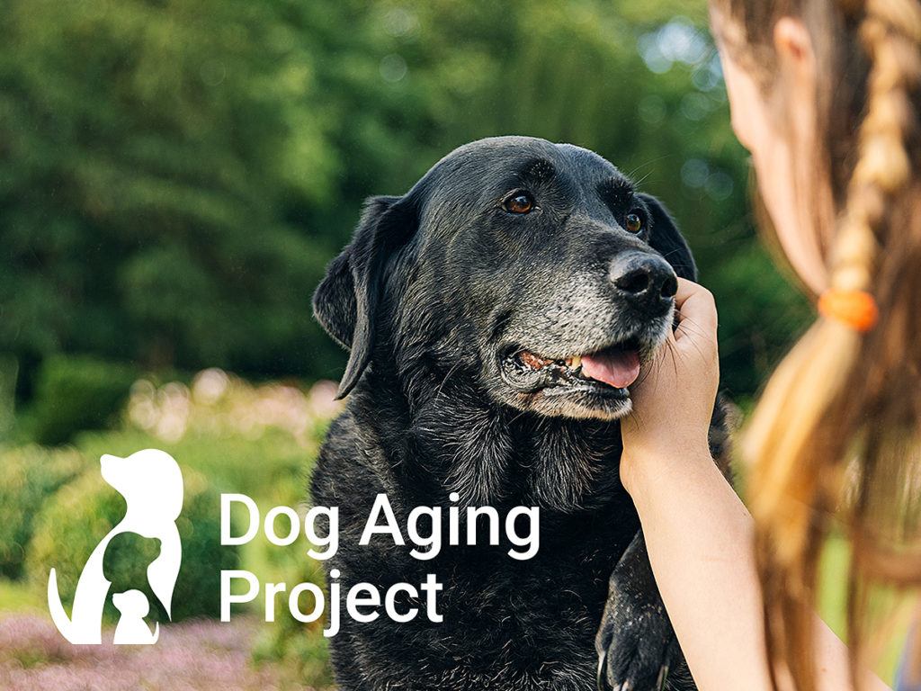 texas a&m dog aging project graphic