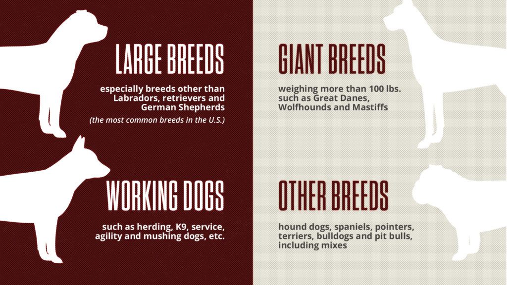 dog aging study graphic, different breeds