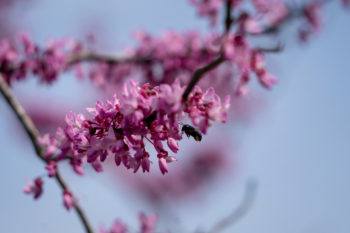 close up of a bee pollinating a pink branch of flowers