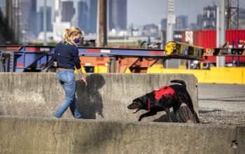 A dog handling team from the Center for Conservation Biology at the University of Washington goes through a training exercise.