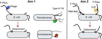 Graphic representing the two primary aims of the new bacteriophage research.