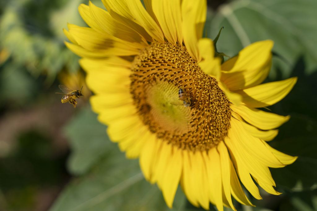 close up of two bees flying around a yellow sunflower