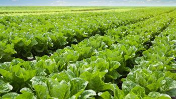 lettuce field