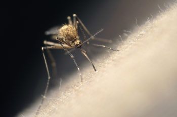 close up image of a mosquito