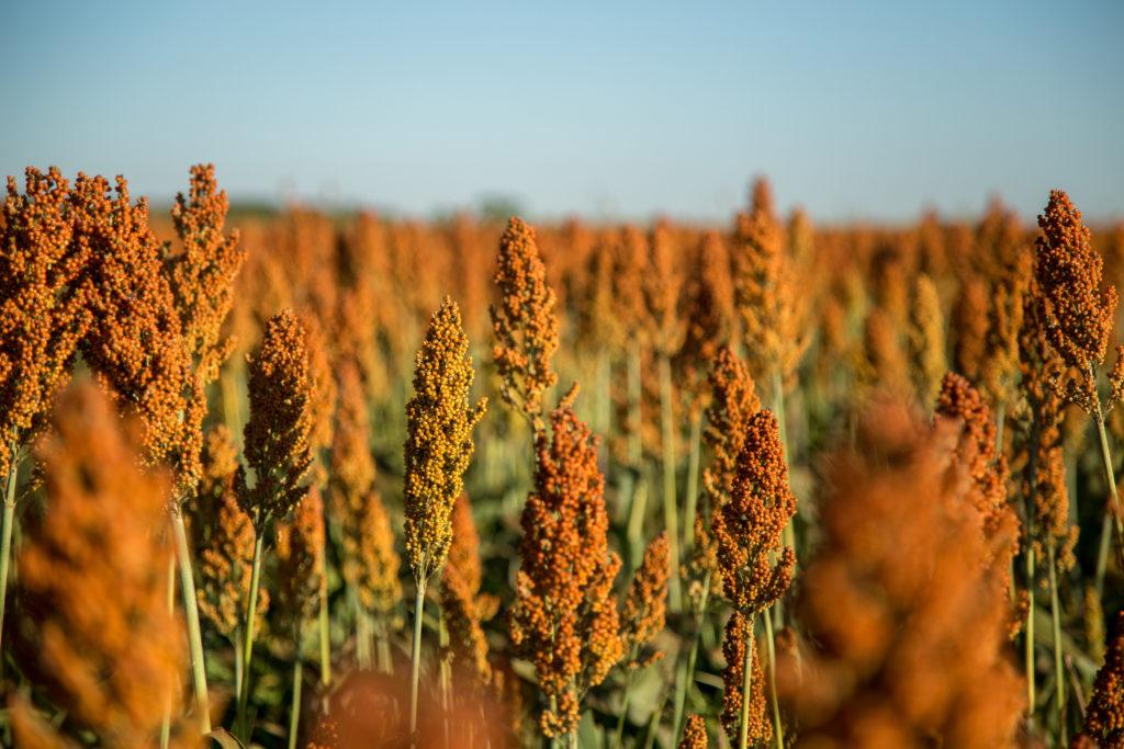 field of sorghum