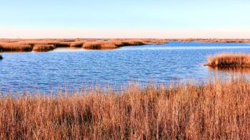 coastal marsh
