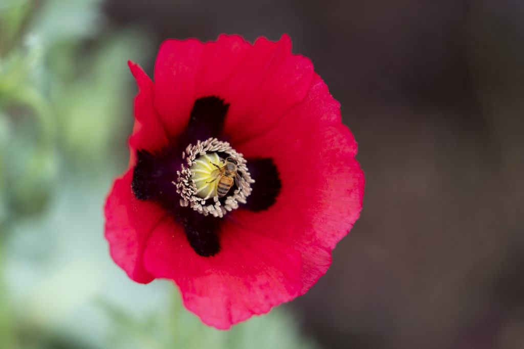 a honeybee lands on the center of a pink poppy