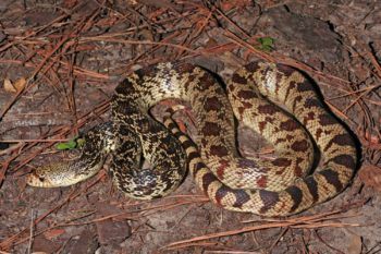 photo of a louisiana pinenake