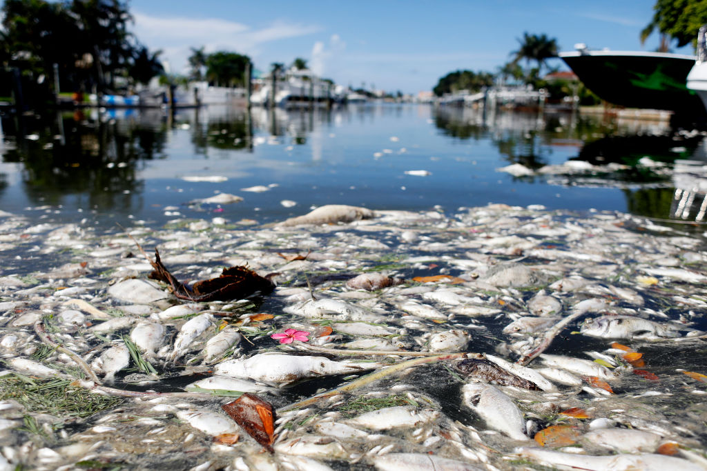 thousands of dead fish float in a bay with boats in the background