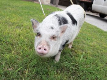 photo of a black and white pig standing in grass