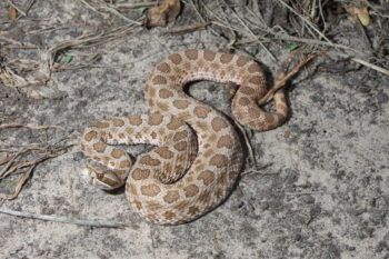 photo of a western massasauga.